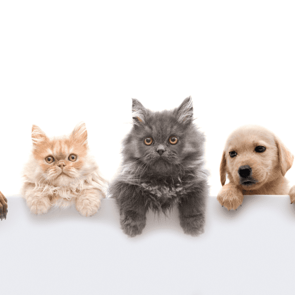 Cute cats and puppy